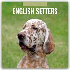 English Setters - Englisch Setter 2026 - 16-Monatskalender