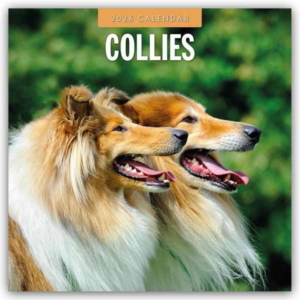 Collies - Collie 2026 - 16-Monatskalender