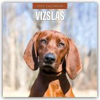 Vizslas - Magyar Vizsla - Kurzhaariger Ungarischer Vorstehhund 2026 - 16-Monatskalender