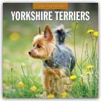 Yorkshire Terriers - Yorkshire Terrier 2026 - 16-Monatskalender Yorkshire Terriers - Yorkshire Terrier 2026 - 16-Monatskalender