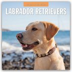 Labrador Retrievers - Labrador Retriever 2026 - 16-Monatskalender