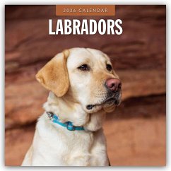 Labradors - Labradore - Labrador Retriever 2026 - 16-Monatskalender - Red Robin Publishing Ltd