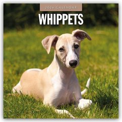 Whippets - Whippet 2026 - 16-Monatskalender - Red Robin Publishing Ltd