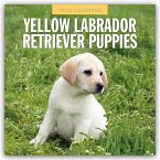 Yellow Labrador Retriever Puppies - Gelbe Labrador Retriever Welpen 2026 - 16-Monatskalender Yellow Labrador Retriever Puppies - Gelbe Labrador Retriever Welpen 2026 - 16-Monatskalender