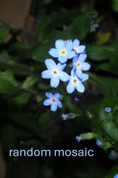 random mosaic (eBook, ePUB)