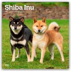Shiba Inu - Shiba 2026 - 16-Monatskalender Shiba Inu - Shiba 2026 - 16-Monatskalender