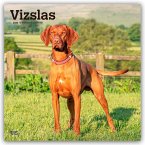 Vizslas - Kurzhaariger Ungarischer Vorstehhund 2026 - 16-Monatskalender Vizslas - Kurzhaariger Ungarischer Vorstehhund 2026 - 16-Monatskalender