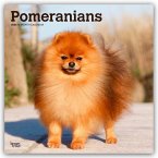 Pomeranians - Spitz 2026 - 16-Monatskalender
