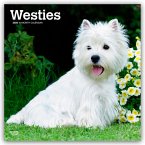 West Highland White Terriers - Westhighland White Terrier - Westies 2026 - 16-Monatskalender