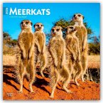 Meerkats - Erdmännchen 2026 - 16-Monatskalender Meerkats - Erdmännchen 2026 - 16-Monatskalender