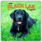 Black Labrador Retriever Puppies - Schwarze Labrador Retriever Welpen 2026 - 16-Monatskalender Black Labrador Retriever Puppies - Schwarze Labrador Retriever Welpen 2026 - 16-Monatskalender