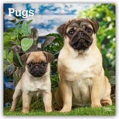 Cover Pugs - Mops 2026 - 16-Monatskalender