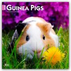 Guinea Pigs - Meerschweinchen 2026 - 16-Monatskalender
