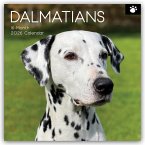 Dalmatians - Dalmatiner 2026 - 16-Monatskalender Dalmatians - Dalmatiner 2026 - 16-Monatskalender
