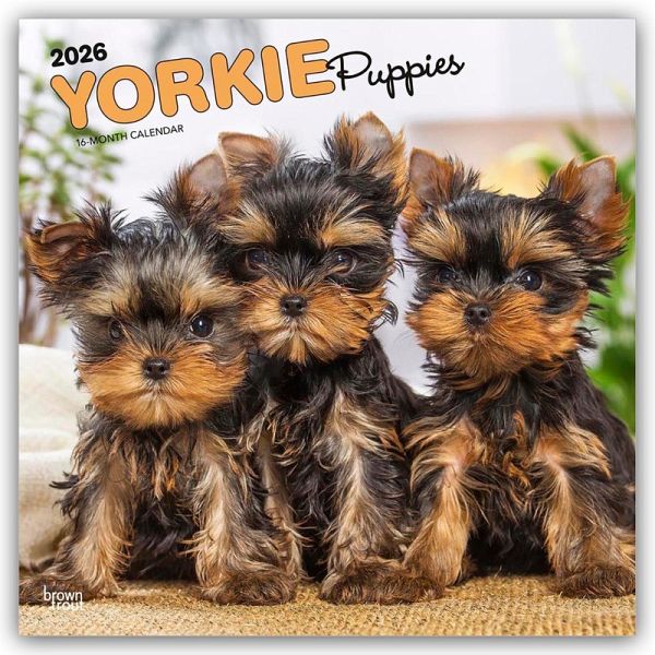 Yorkshire Terrier Puppies - Yorkshire Terrier Welpen - Yorkie Puppies - Yorkie Welpen 2026 - 16-Monatskalender
