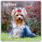 Yorkshire Terriers - Yorkshire Terrier - Yorkies 2026 - 16-Monatskalender