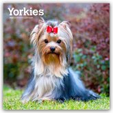 Yorkshire Terriers - Yorkshire Terrier - Yorkies 2026 - 16-Monatskalender Yorkshire Terriers - Yorkshire Terrier - Yorkies 2026 - 16-Monatskalender