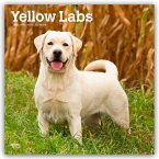 Yellow Labrador Retriever - Gelber Labrador Retriever 2026 - 16-Monatskalender Yellow Labrador Retriever - Gelber Labrador Retriever 2026 - 16-Monatskalender