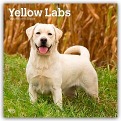 Cover Yellow Labrador Retriever - Gelber Labrador Retriever 2026 - 16-Monatskalender
