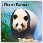 Giant Pandas - Großer Panda - Pandabären 2026 - 16-Monatskalender