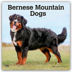 Cover Bernese Mountain Dogs - Berner Sennenhund 2026 - 16-Monatskalender