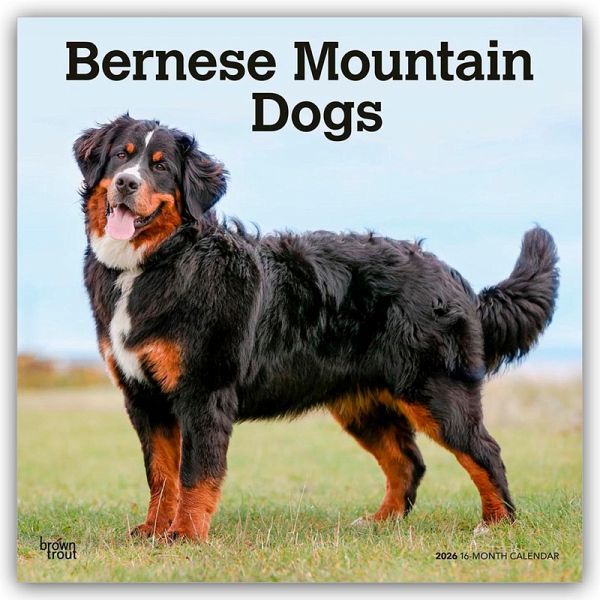 Bernese Mountain Dogs - Berner Sennenhund 2026 - 16-Monatskalender Bernese Mountain Dogs - Berner Sennenhund 2026 - 16-Monatskalender