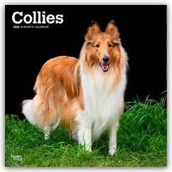 Collies - Langhaarcollie 2026 - 16-Monatskalender Cover Collies - Langhaarcollie 2026 - 16-Monatskalender