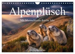 Alpenplüsch - Mit Murmeltieren durchs Jahr (Wandkalender 2026 DIN A4 quer), CALVENDO Monatskalender