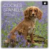 Cocker Spaniels 2026 - 16-Monatskalender - Bild 1
