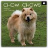 Chow Chows 2026 - 16-Monatskalender - Bild 1