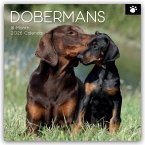 Dobermans - Dobermann 2026 - 16-Monatskalender Dobermans - Dobermann 2026 - 16-Monatskalender