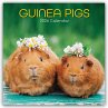 Guinea Pigs - Meerschweinchen 2026 -... - Bild 1