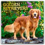Golden Retrievers - Golden Retriever 2026 - 16-Monatskalender