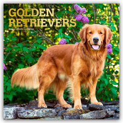 Cover Golden Retrievers - Golden Retriever 2026 - 16-Monatskalender