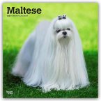 Maltese - Malteser 2026 - 16-Monatskalender