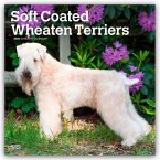 Soft Coated Wheaten Terriers - Soft Coated Wheaten Terrier 2026 - 16-Monatskalender Soft Coated Wheaten Terriers - Soft Coated Wheaten Terrier 2026 - 16-Monatskalender