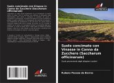 Suolo concimato con Vinasse in Canna da Zucchero (Saccharum officinarum) Suolo concimato con Vinasse in Canna da Zucchero (Saccharum officinarum)
