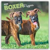 Boxer Puppies - Boxer Welpen 2026 - 16-Monatskalender Boxer Puppies - Boxer Welpen 2026 - 16-Monatskalender