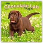Chocolate Labrador Retriever Puppies - Braune Labrador Retriever Welpen 2026 - 16-Monatskalender Chocolate Labrador Retriever Puppies - Braune Labrador Retriever Welpen 2026 - 16-Monatskalender