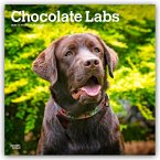 Chocolate Labrador Retriever - Brauner Labrador Retriever 2026 - 16-Monatskalender Chocolate Labrador Retriever - Brauner Labrador Retriever 2026 - 16-Monatskalender