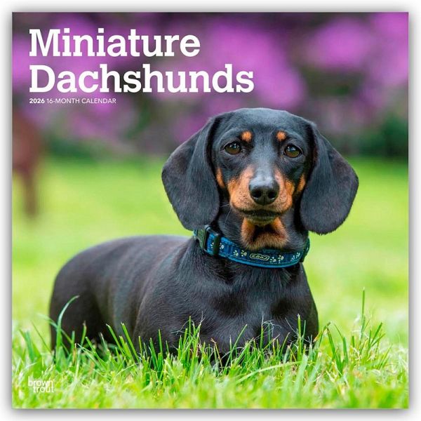 Miniature Dachshunds - Zwergdackel 2026 - 16-Monatskalender