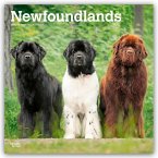 Newfoundlands - Neufundländer 2026 - 16-Monatskalender