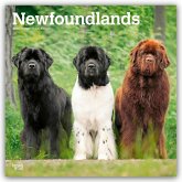 Newfoundlands - Neufundländer 2026 - 16-Monatskalender Newfoundlands - Neufundländer 2026 - 16-Monatskalender
