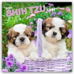 Shih Tzu Puppies - Shih Tzu Welpen 2026 - 16-Monatskalender Shih Tzu Puppies - Shih Tzu Welpen 2026 - 16-Monatskalender
