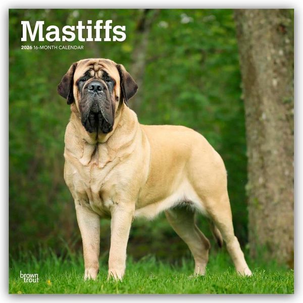 Mastiffs - Mastiff 2026 - 16-Monatskalender