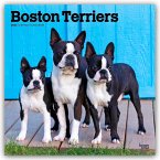 Boston Terriers 2026 - 16-Monatskalender