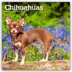 Cover Chihuahuas 2026 - 16-Monatskalender
