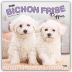 Bichon Frisé Puppies - Bichon Frisé Welpen 2026 - 16-Monatskalender