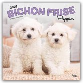 Bichon Frisé Puppies - Bichon Frisé Welpen 2026 - 16-Monatskalender Bichon Frisé Puppies - Bichon Frisé Welpen 2026 - 16-Monatskalender