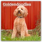 Goldendoodles - Goldendoodle 2026 - 16-Monatskalender